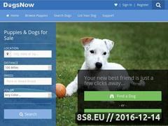 Thumbnail of Dogs Now Website