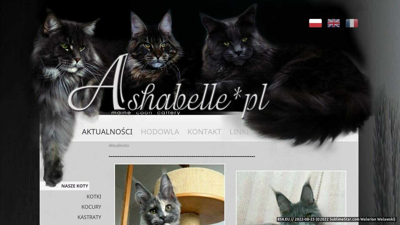 Zrzut ekranu Ashabelle*Pl koty rasy maine coon