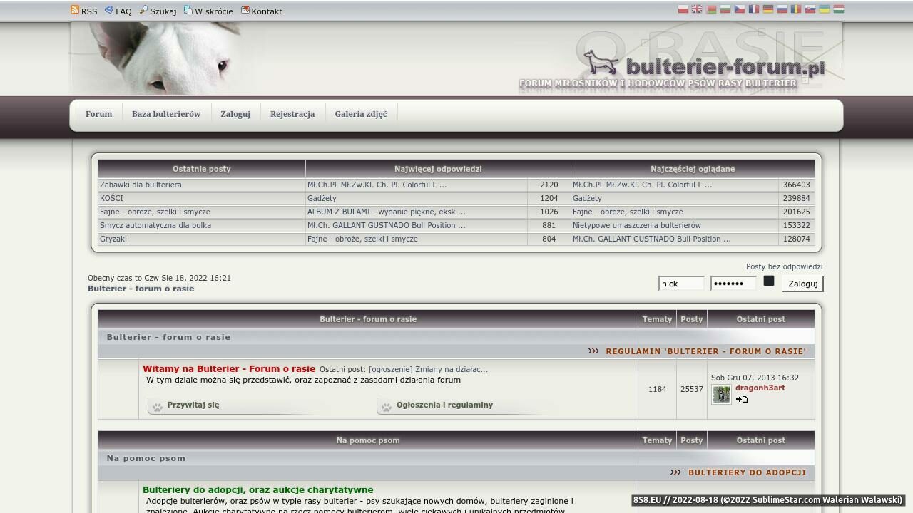 Bulterier - Forum o rasie (strona bulterier-forum.pl - Bulterier-forum.pl)