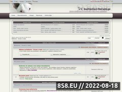 Miniaturka domeny bulterier-forum.pl