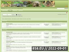 Miniaturka domeny forum.zolw.info