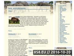 Miniaturka slonie24.com (Słonie)