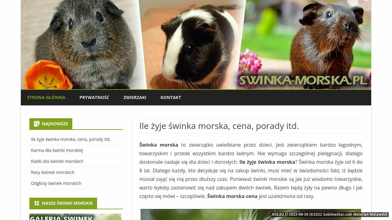 Choroby świnek morskich (strona www.swinka-morska.pl - Swinka-morska.pl)