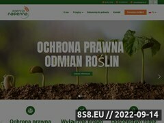 Zrzut strony Odmiany kukurydzy
