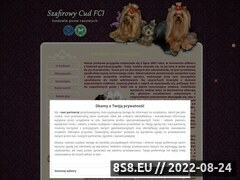 Zrzut strony Hodowla yorkshire terrier Szafirowy Cud - wielkopolskie yorki