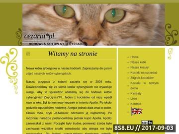 Zrzut strony Cezaria*PL - hodowla kotów syberyjskich, kot syberyjski, koty syberyjskie